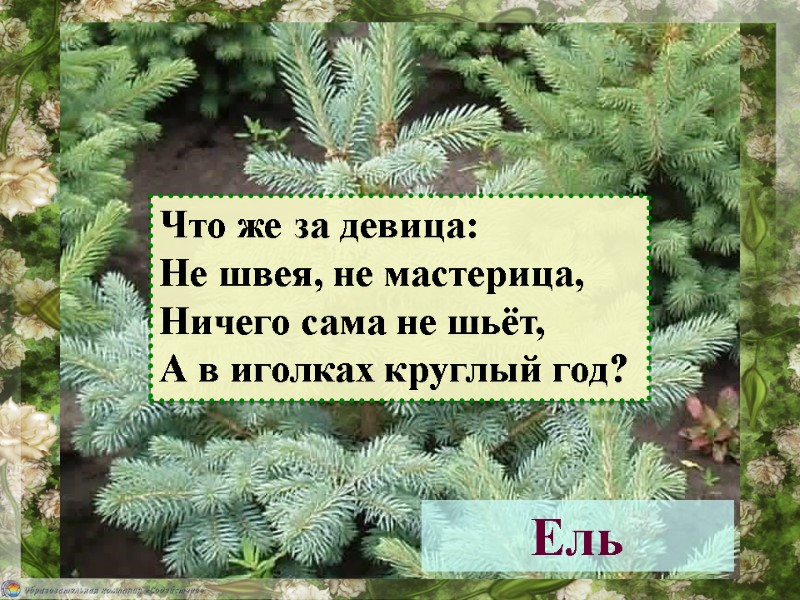 Ель Что же за девица: Не швея, не мастерица, Ничего сама не шьёт, А